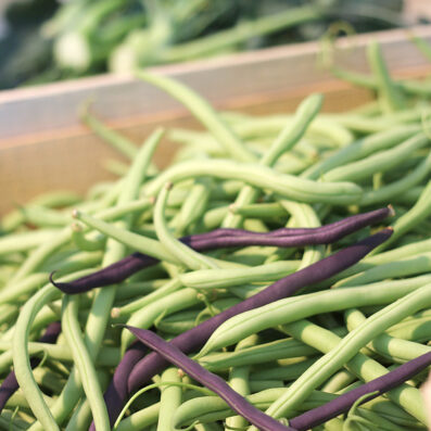 marché à la ferme de keranod, légumes bio à Lannion